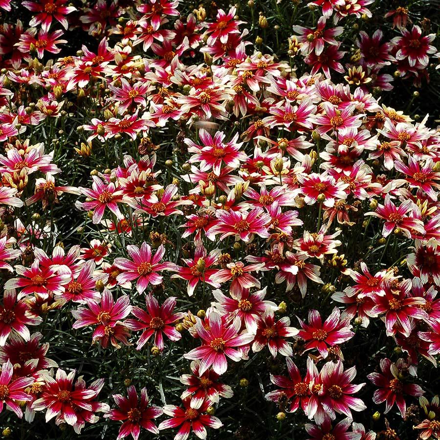 G6689 Coreopsis X 27sunstar Rose 27 4 C4fbd2d0 9d75 4962 80b6 E1316d907505 from www redcrocus com