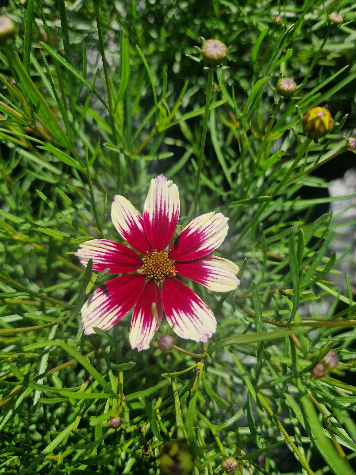 G6689 Coreopsis X 27sunstar Rose 27 5 56fa1c65 C332 432d 863e C77ba93da6a3 from www redcrocus com