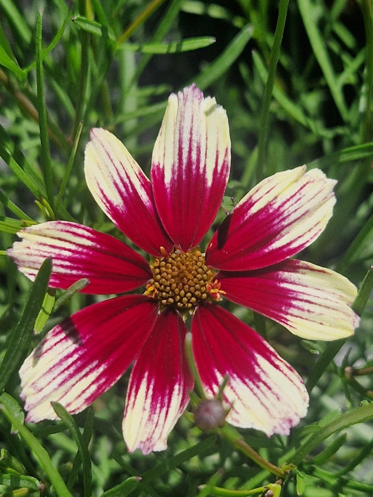 G6689 Coreopsis X 27sunstar Rose 27 6 1b2d52ec A821 4324 A06c D8edc049f52a from www redcrocus com