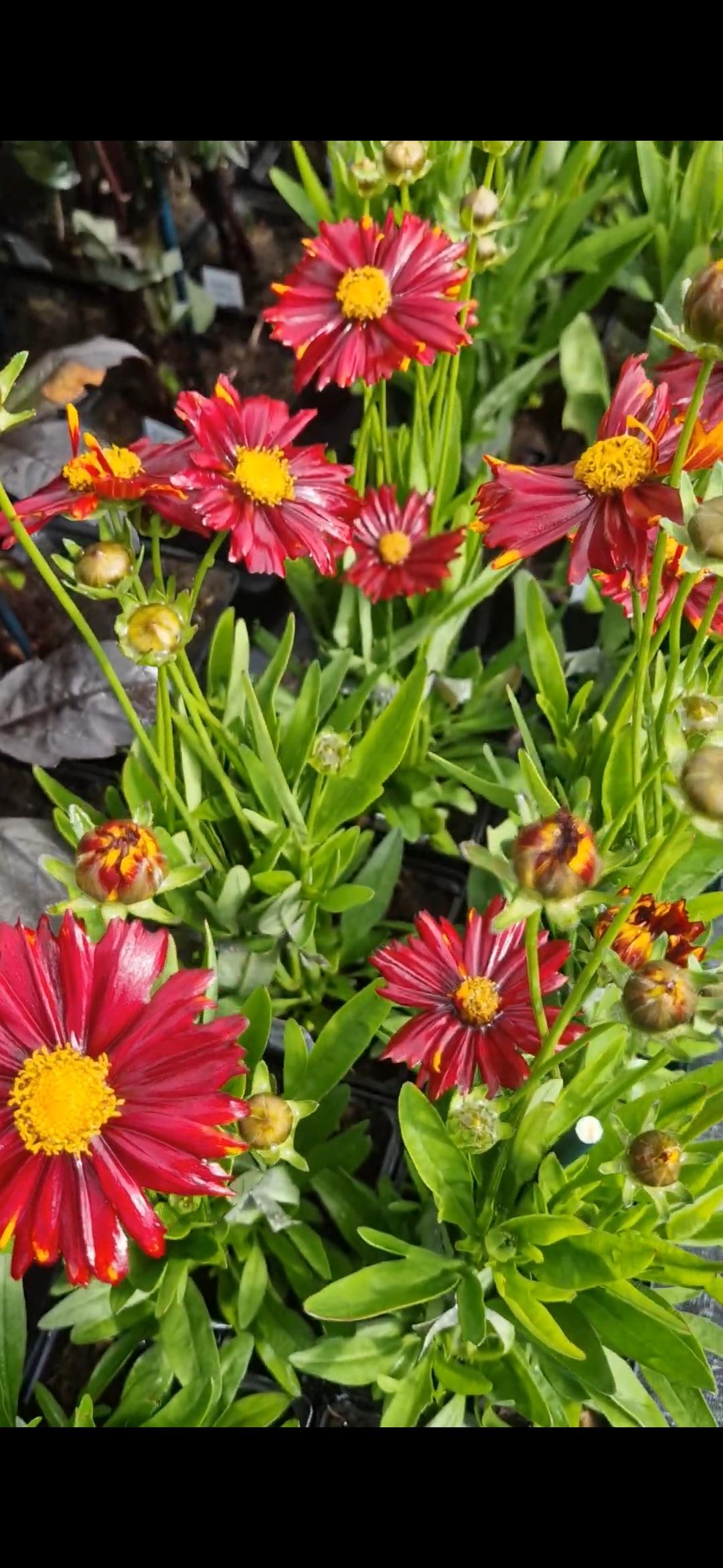 G6689 Coreopsis X 27sunstar Rose 27 7 58614e3b 895a 417b 888b Cf02d1dacf09 from www redcrocus com