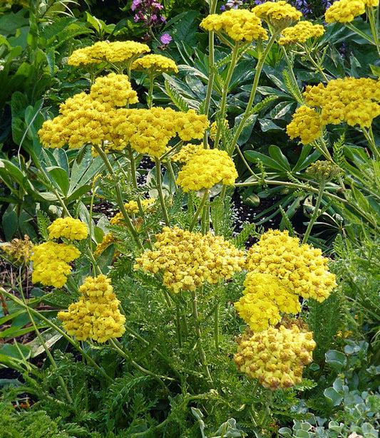 G6690 Achillea Millefolium X 27little Moonshine 27 11 43aa3260 C1d4 4f28 985f 145528a5b844 from www redcrocus com
