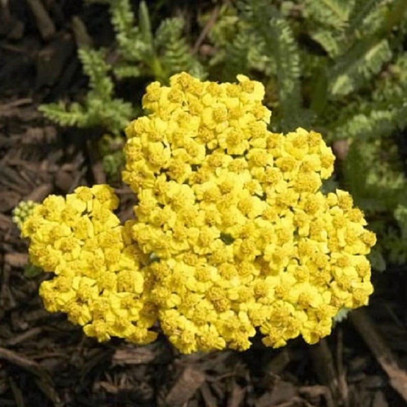 G6690 Achillea Millefolium X 27little Moonshine 27 14 98d8fe11 E461 48c6 9dcd Eabd362195f5 from www redcrocus com