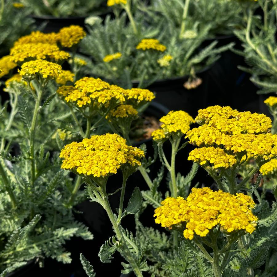 G6690 Achillea Millefolium X 27little Moonshine 27 20 B1ebaf1b Af28 4fc4 B416 26a8b34fe87e from www redcrocus com