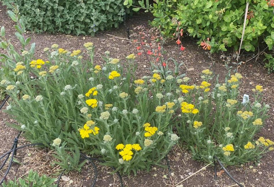 G6690 Achillea Millefolium X 27little Moonshine 27 21 30fc017e 78ce 45db A333 Ceb0d499179c from www redcrocus com