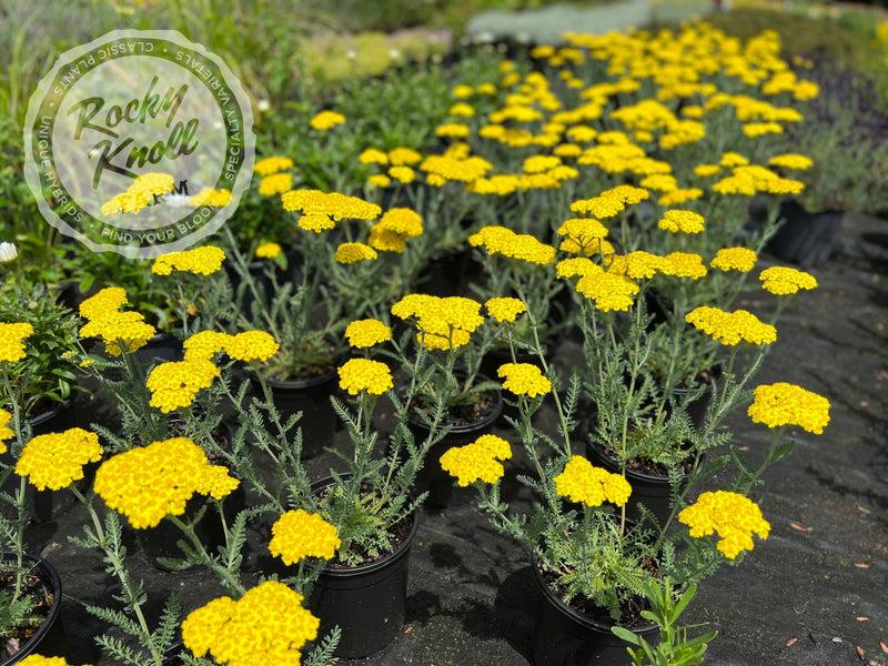 G6690 Achillea Millefolium X 27little Moonshine 27 24 E219952d 2df7 4810 8571 3c1e2d21413a from www redcrocus com