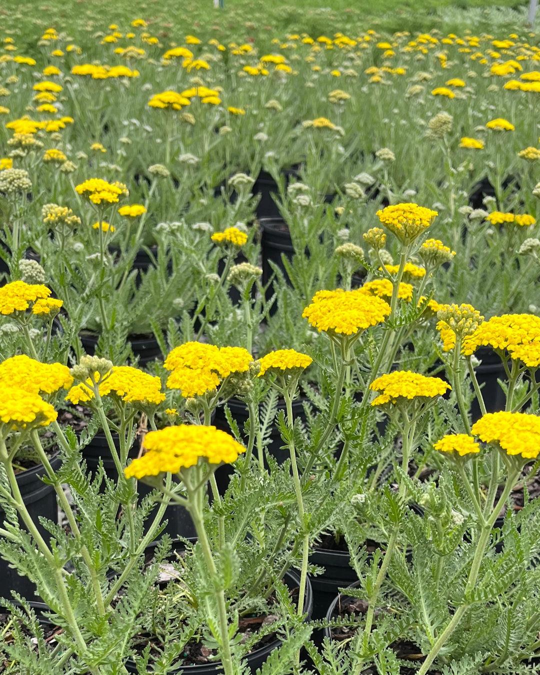 G6690 Achillea Millefolium X 27little Moonshine 27 25 Dfa7e4a8 5a38 4c93 9f30 7c6f280d2f4e from www redcrocus com