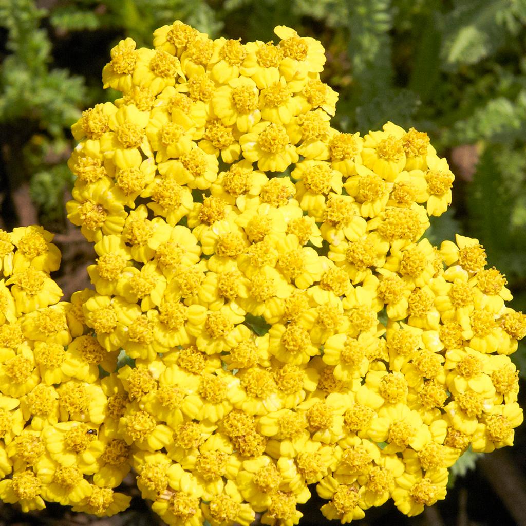 G6690 Achillea Millefolium X 'little Moonshine' - View 26 from www redcrocus com