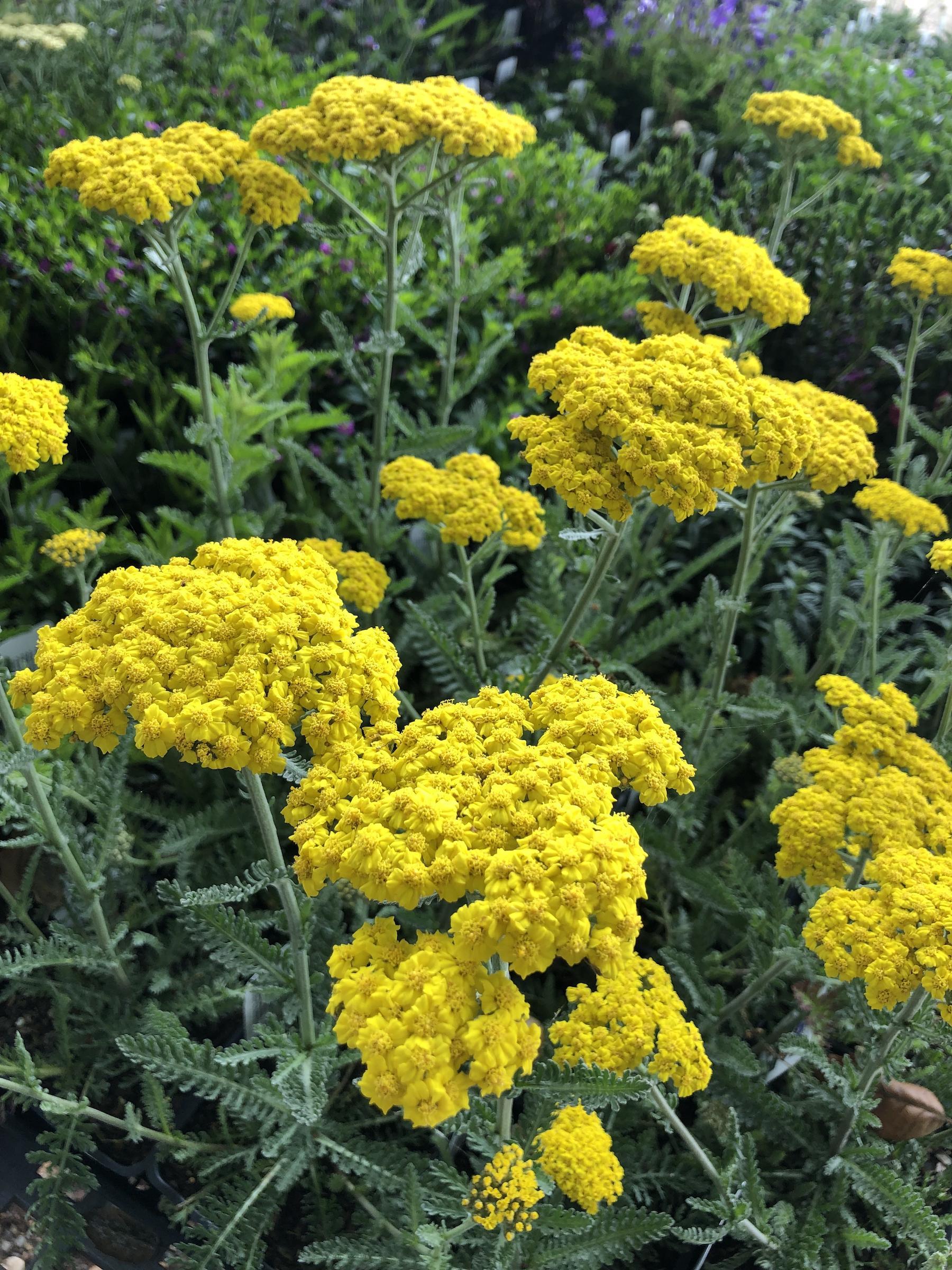 G6690 Achillea Millefolium X 27little Moonshine 27 28 351e8768 Fa87 4a5a A188 2c5ffe4216ee from www redcrocus com