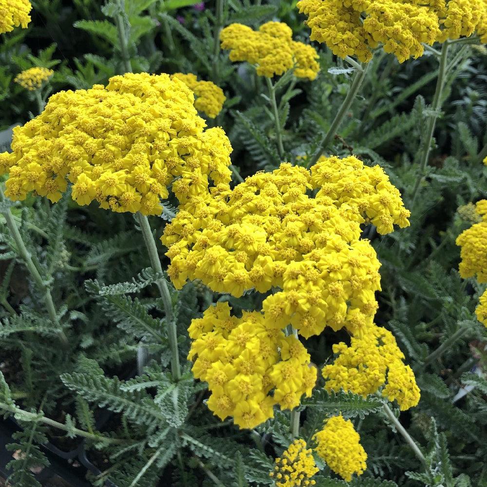 G6690 Achillea Millefolium X 'little Moonshine' - View 29 from www redcrocus com