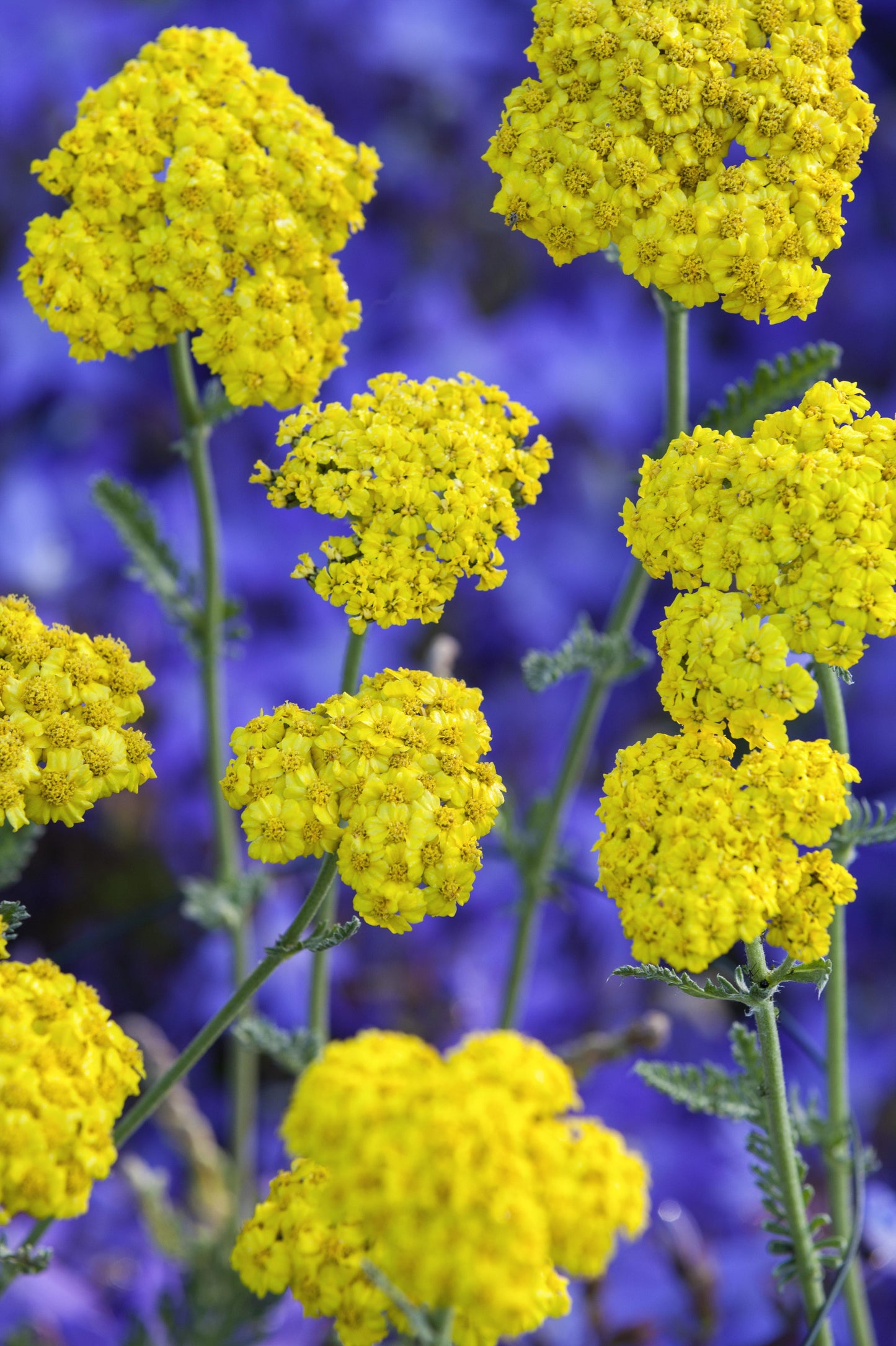 G6690 Achillea Millefolium X 27little Moonshine 27 30 5427c8fb 3e33 4117 948f Dfdb72961602 from www redcrocus com