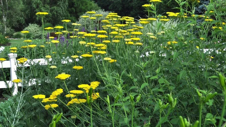G6690 Achillea Millefolium X 'little Moonshine' - View 32 from www redcrocus com