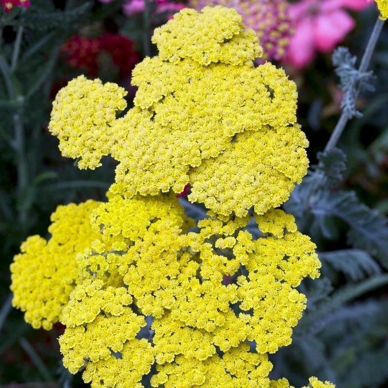 G6690 Achillea Millefolium X 27little Moonshine 27 34 D4eaf417 A984 4c2c Acaa 4176ec5aae24 from www redcrocus com