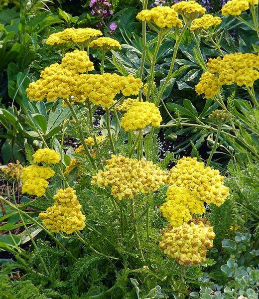 G6690 Achillea Millefolium X 27little Moonshine 27 35 A9888426 4b4e 442b Aa09 3dbe5ac5f0b2 from www redcrocus com