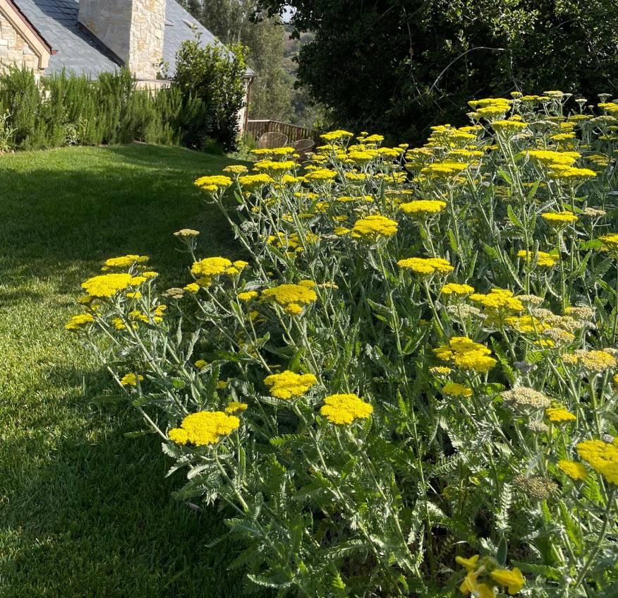 G6690 Achillea Millefolium X 'little Moonshine' - View 3 from www redcrocus com