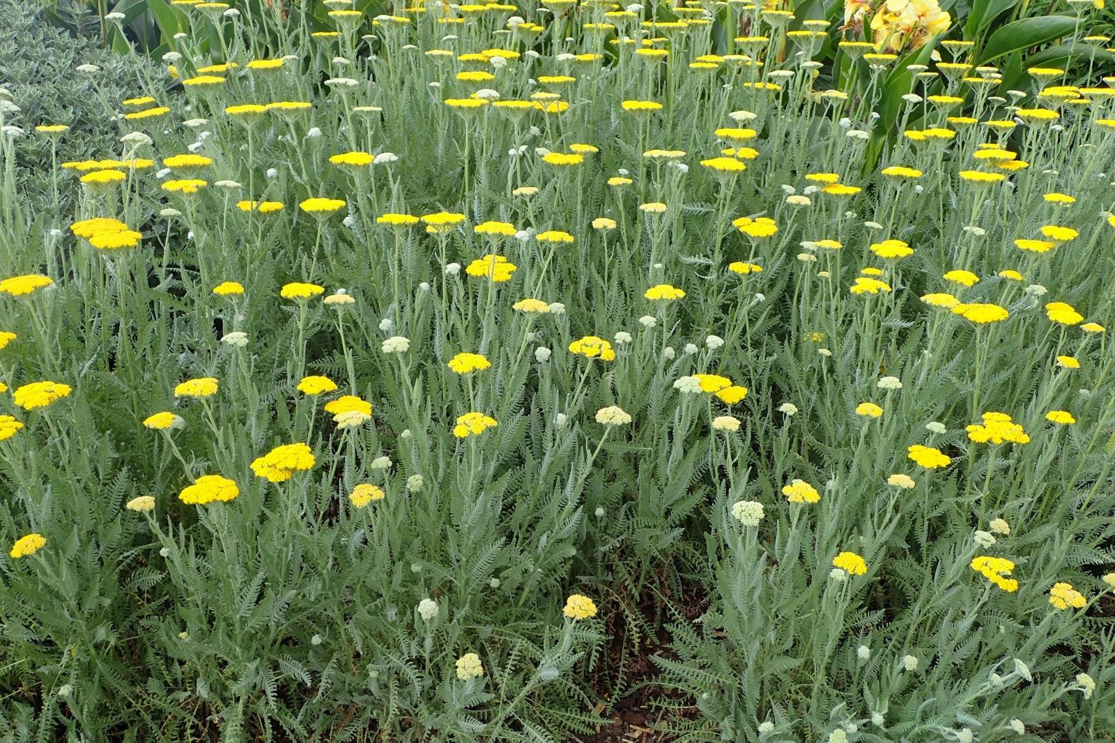 G6690 Achillea Millefolium X 27little Moonshine 27 6 8fdcacf6 93d9 4aa1 B3ed 047f9833bc8a from www redcrocus com