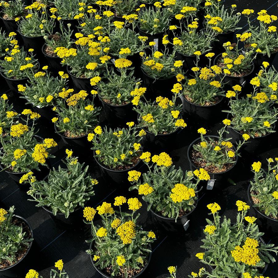 G6690 Achillea Millefolium X 'little Moonshine' - View 7 from www redcrocus com