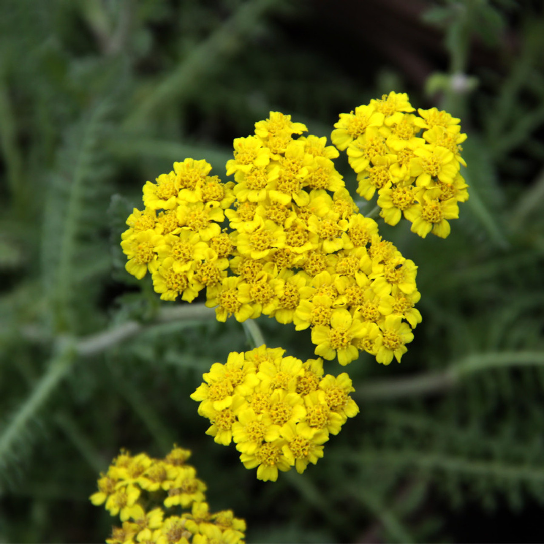G6690 Achillea Millefolium X 27little Moonshine 27 9 D683dfe0 F79b 4323 B772 3fc121b851be from www redcrocus com