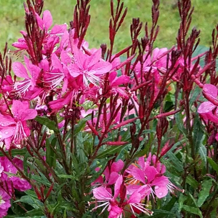 G6691 Gaura Lindheimeri 27belleza Dark Pink 27 12 1ee17c44 263a 4a56 B60d 71ea434c4d91 from www redcrocus com