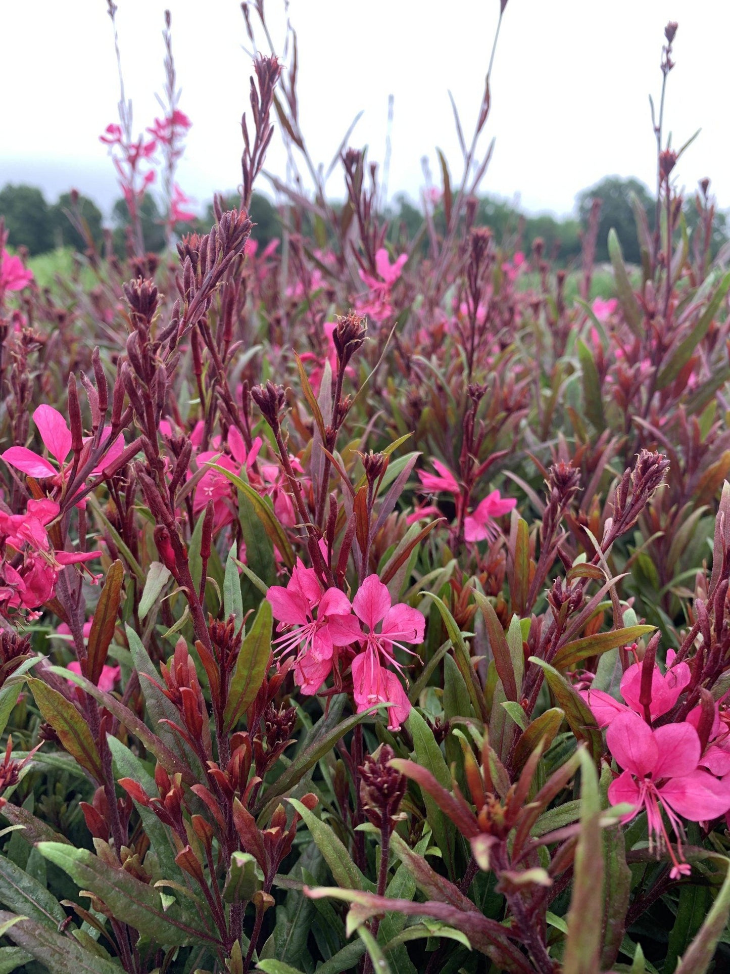 G6691 Gaura Lindheimeri 'belleza Dark Pink' - View 14 from www redcrocus com