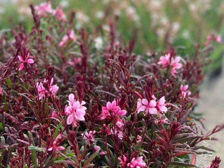 G6691 Gaura Lindheimeri 27belleza Dark Pink 27 16 11548e90 A539 40e0 885a 0485d94e2a7f from www redcrocus com
