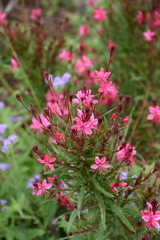 G6691 Gaura Lindheimeri 27belleza Dark Pink 27 17 65179fd2 Abba 4ec0 86e4 C8a9638e4900 from www redcrocus com