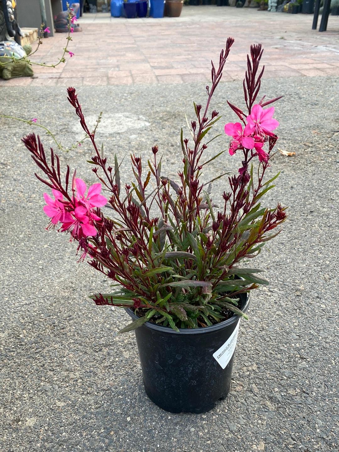 G6691 Gaura Lindheimeri 'belleza Dark Pink' - View 18 from www redcrocus com