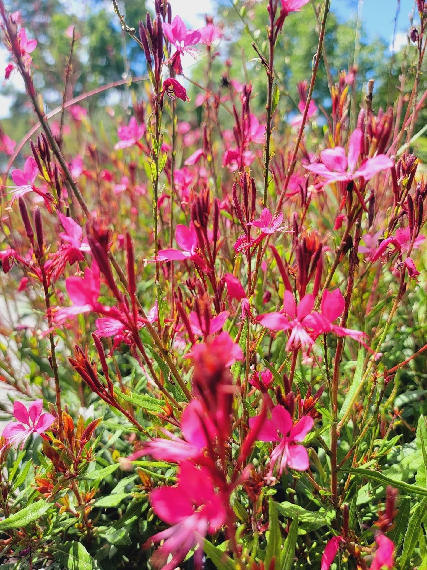 G6691 Gaura Lindheimeri 'belleza Dark Pink' - View 21 from www redcrocus com