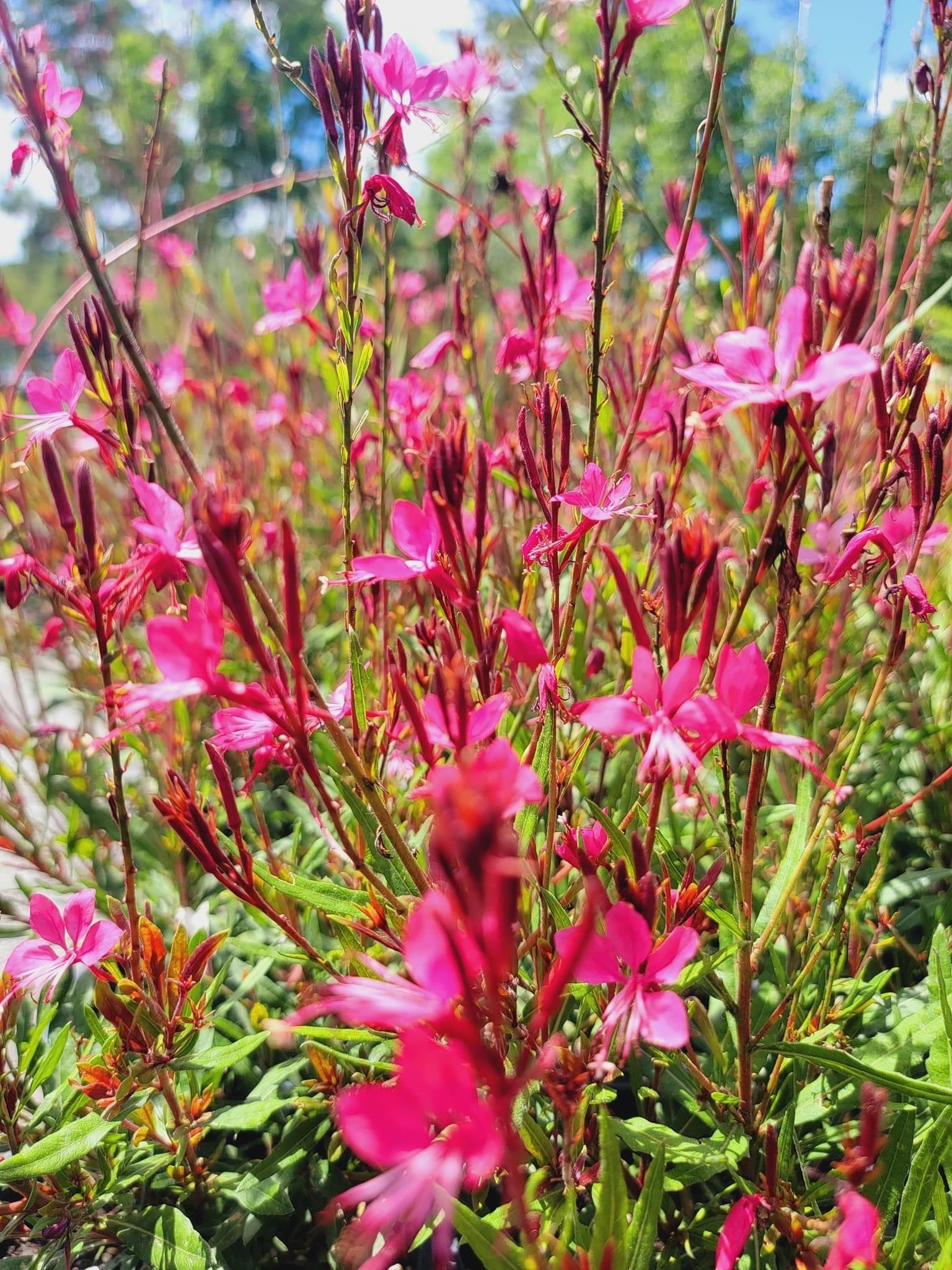 G6691 Gaura Lindheimeri 'belleza Dark Pink' - View 21 from www redcrocus com