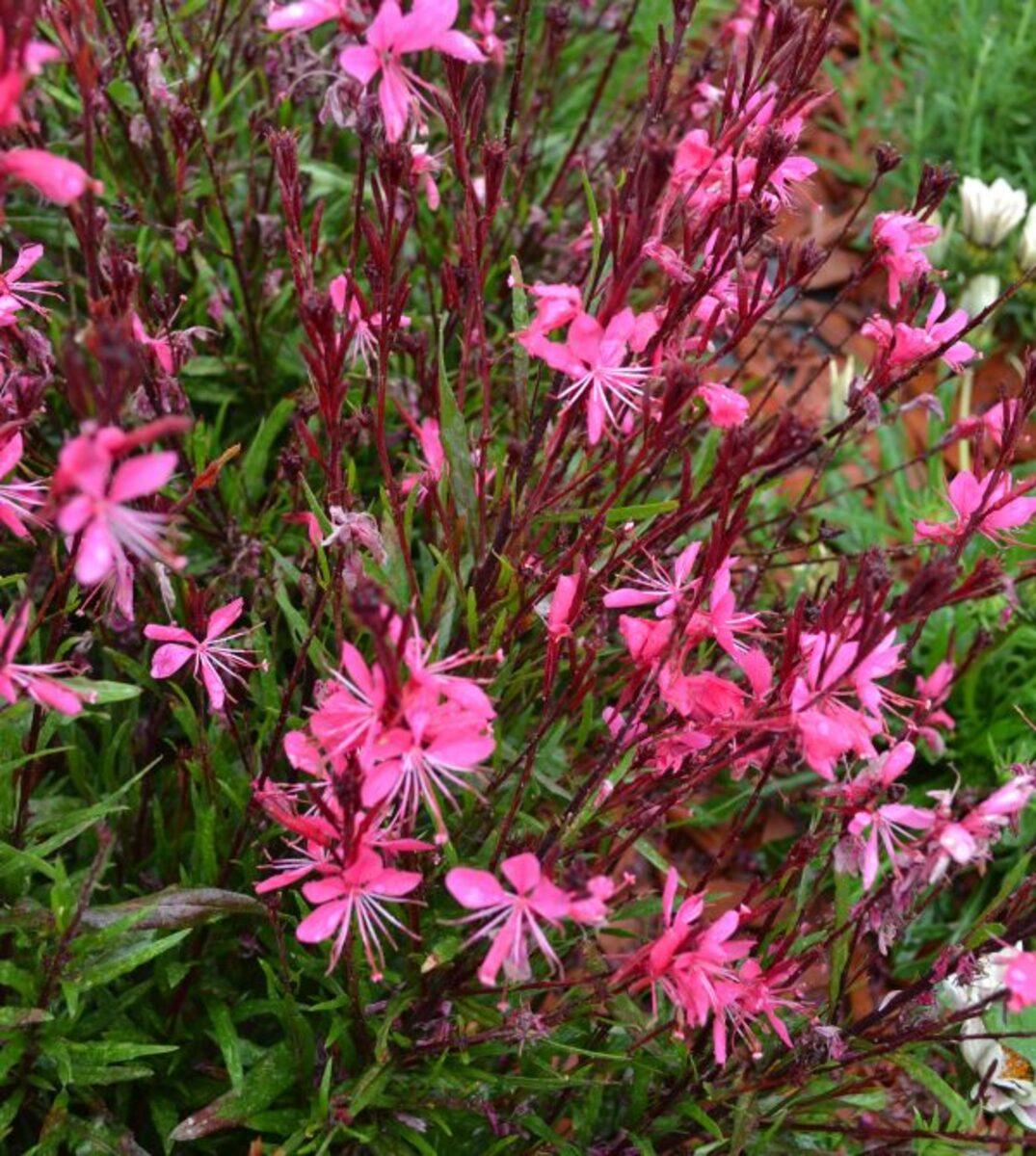 G6691 Gaura Lindheimeri 27belleza Dark Pink 27 23 41675879 2d38 4130 A027 924e65a4ecc1 from www redcrocus com