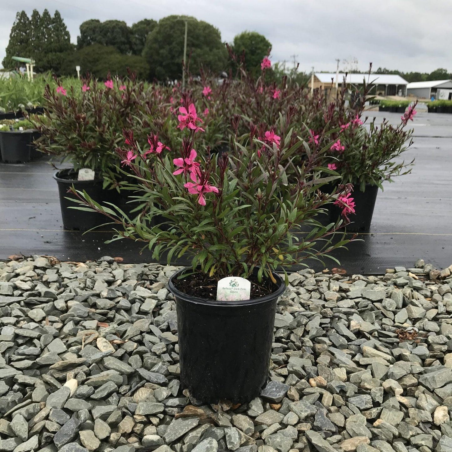 G6691 Gaura Lindheimeri 27belleza Dark Pink 27 24 F123706b Ec6d 4962 8f68 4f636469648a from www redcrocus com