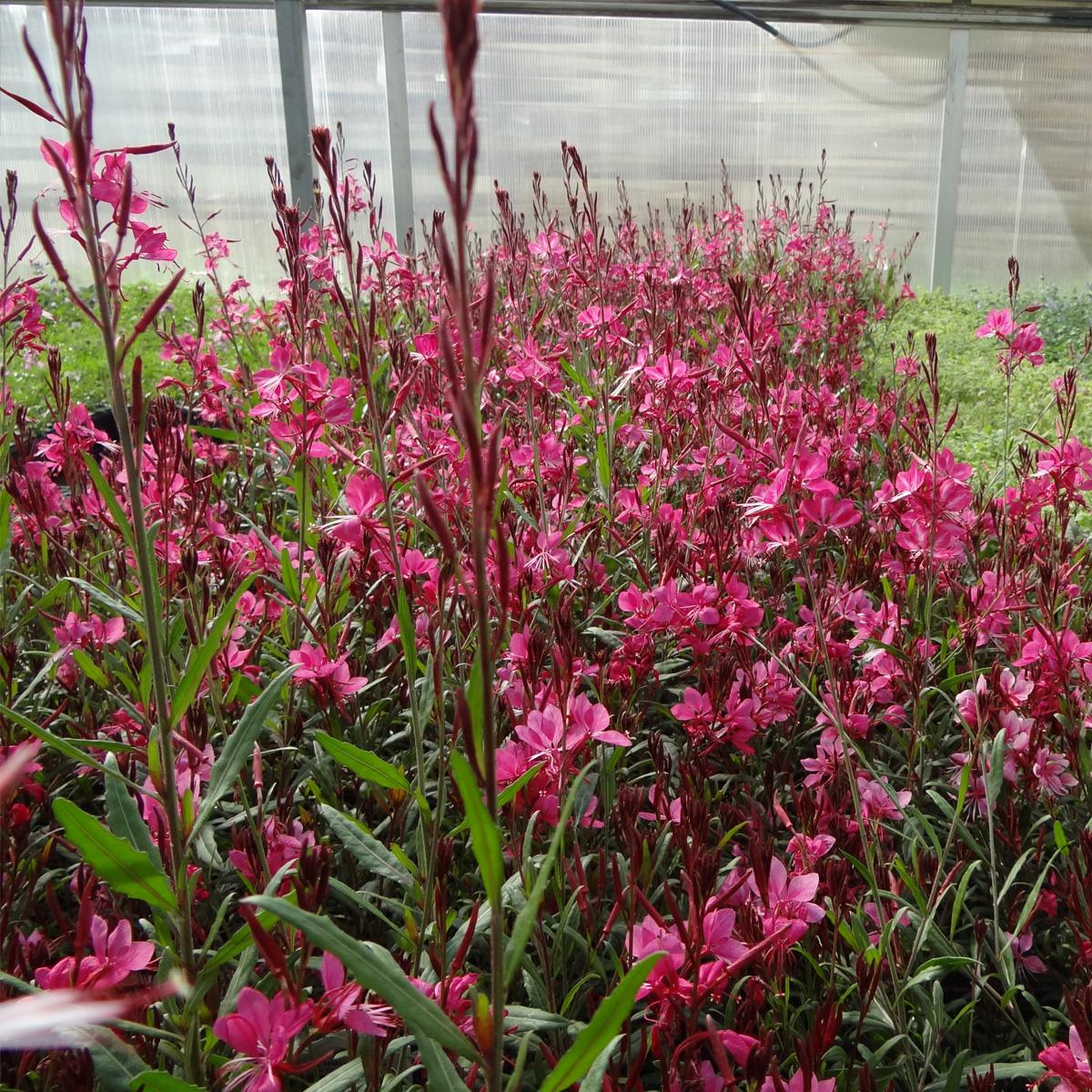 G6691 Gaura Lindheimeri 'belleza Dark Pink' - View 30 from www redcrocus com