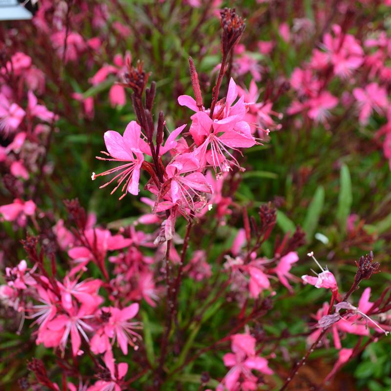G6691 Gaura Lindheimeri 'belleza Dark Pink' - View 31 from www redcrocus com