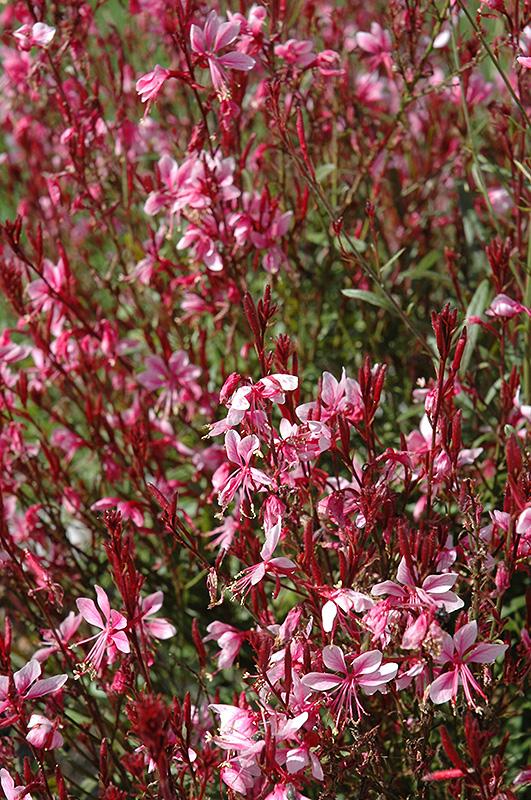 G6691 Gaura Lindheimeri 'belleza Dark Pink' - View 32 from www redcrocus com