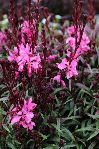 G6691 Gaura Lindheimeri 27belleza Dark Pink 27 33 708a33dc F0c4 4cff 8a1b A8badde03ed7 from www redcrocus com