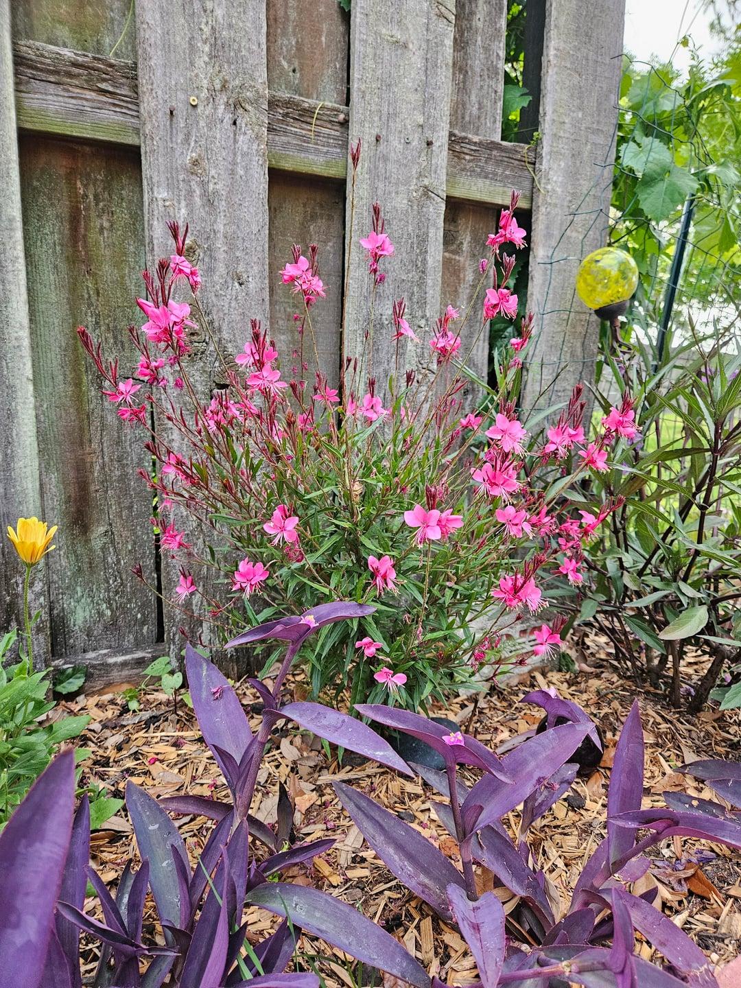 G6691 Gaura Lindheimeri 'belleza Dark Pink' - View 34 from www redcrocus com