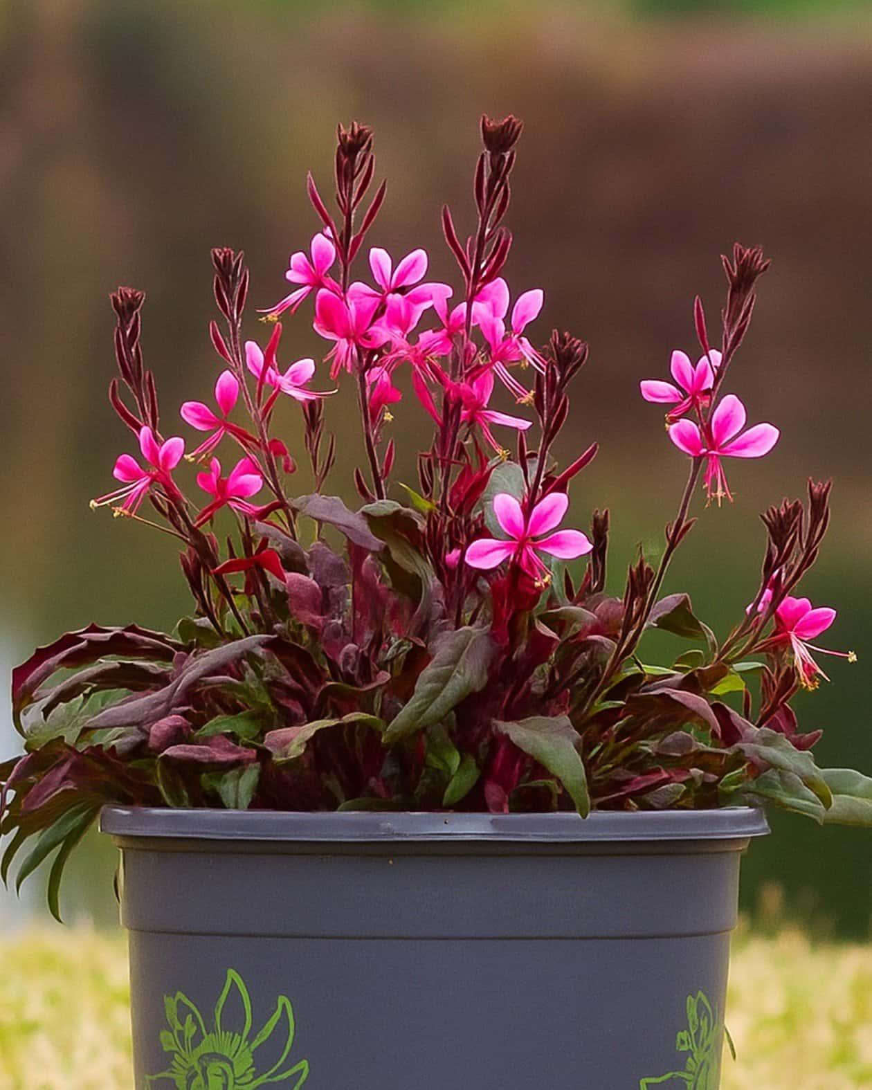 G6691 Gaura Lindheimeri 27belleza Dark Pink 27 35 8e7708e8 0293 4bbb B341 Dcef25abc5ff from www redcrocus com