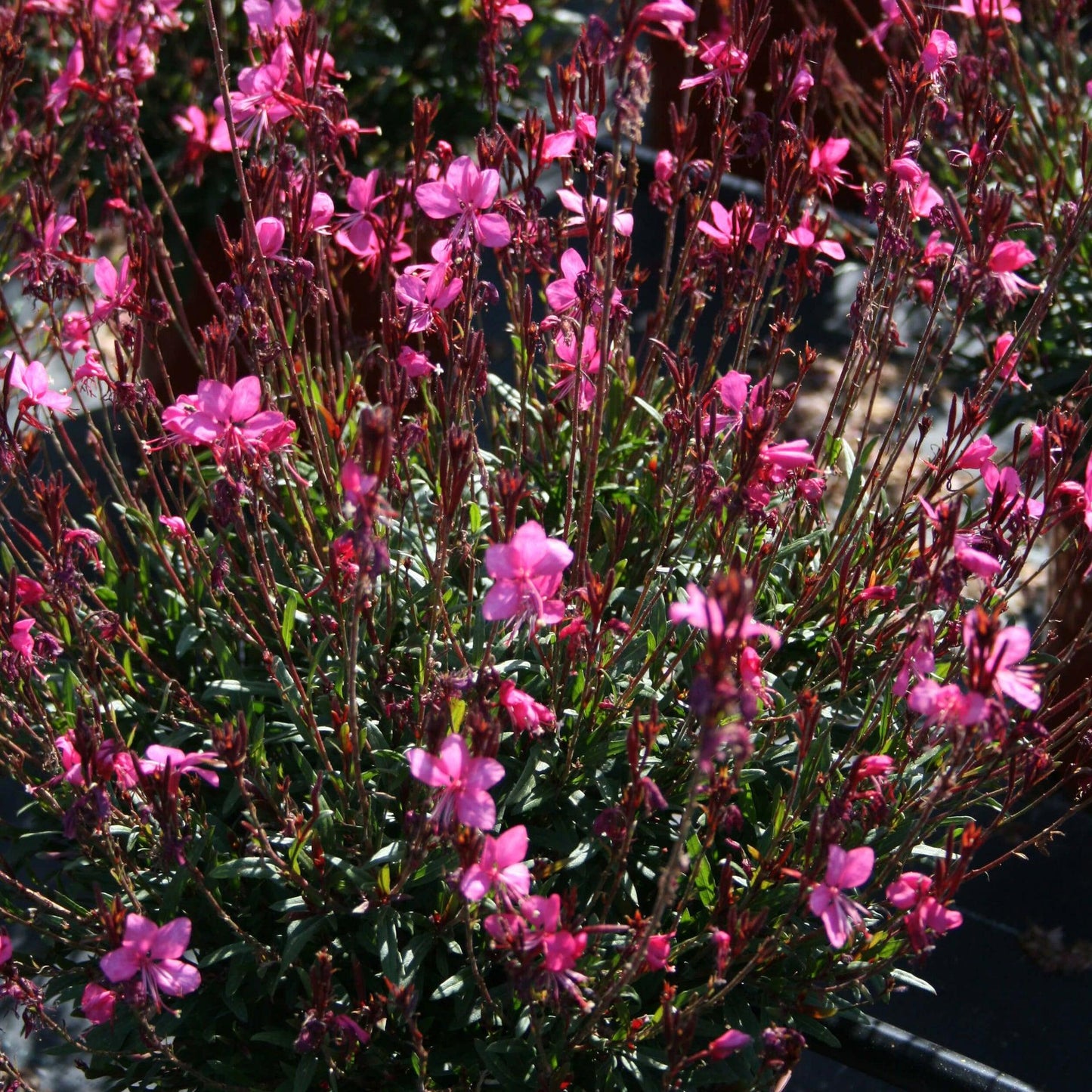 G6691 Gaura Lindheimeri 27belleza Dark Pink 27 3 E243d3be 7fe4 4116 86b1 Eb2d52f164e6 from www redcrocus com