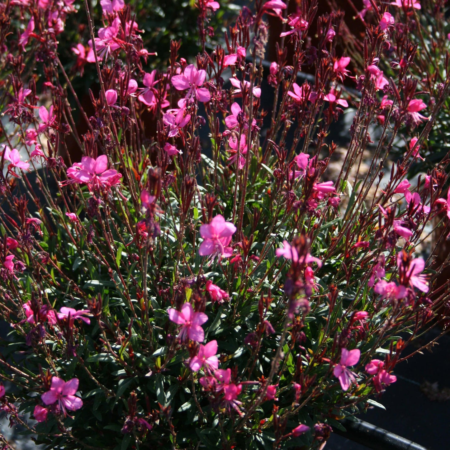 G6691 Gaura Lindheimeri 'belleza Dark Pink' - View 4 from www redcrocus com