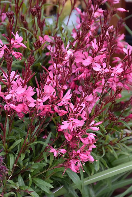 G6691 Gaura Lindheimeri 'belleza Dark Pink' - View 7 from www redcrocus com