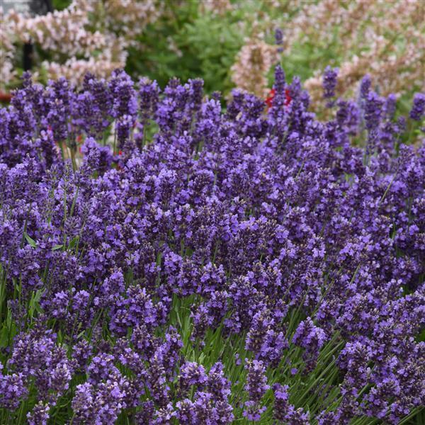 G6692 Lavandula Angustifolia 'superblue' - View 12 from www redcrocus com