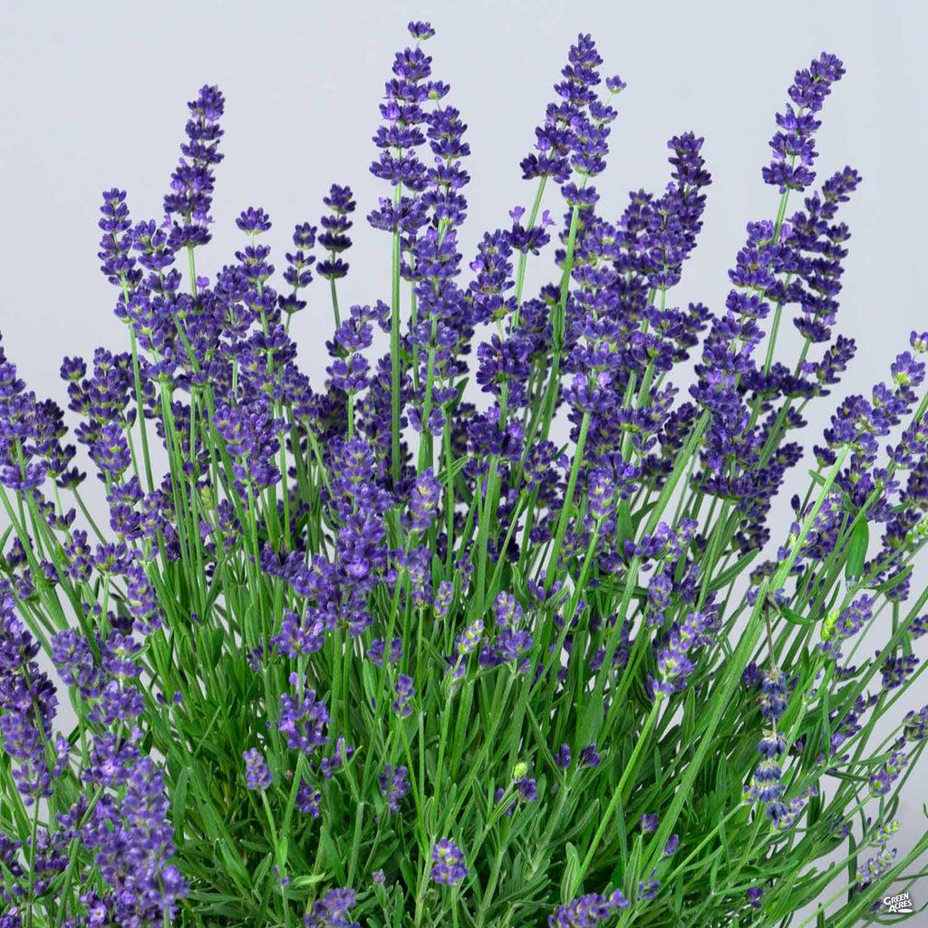 G6692 Lavandula Angustifolia 'superblue' - View 16 from www redcrocus com