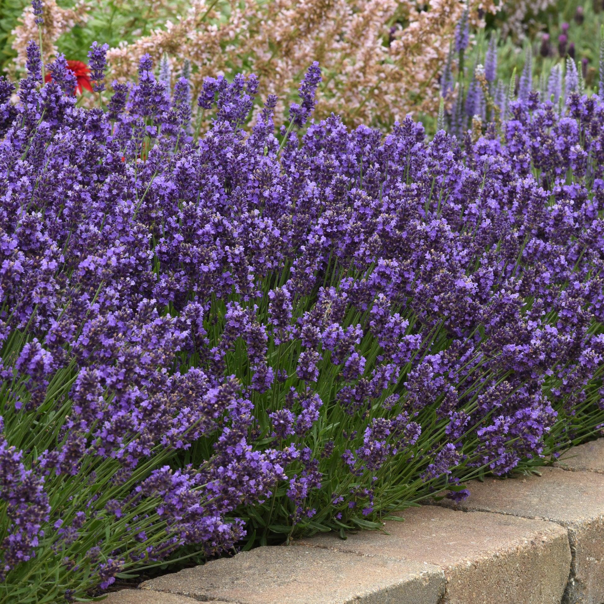 G6692 Lavandula Angustifolia 'superblue' - View 18 from www redcrocus com