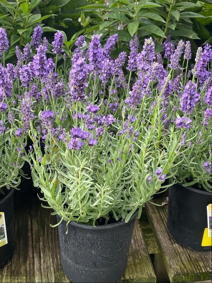 G6692 Lavandula Angustifolia 'superblue' - View 20 from www redcrocus com