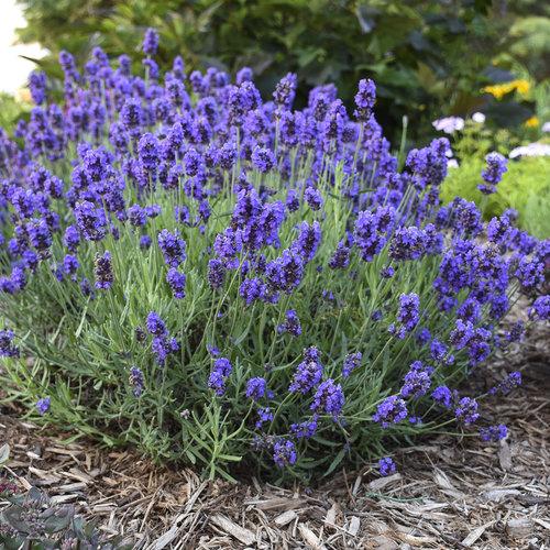 G6692 Lavandula Angustifolia 'superblue' - View 21 from www redcrocus com