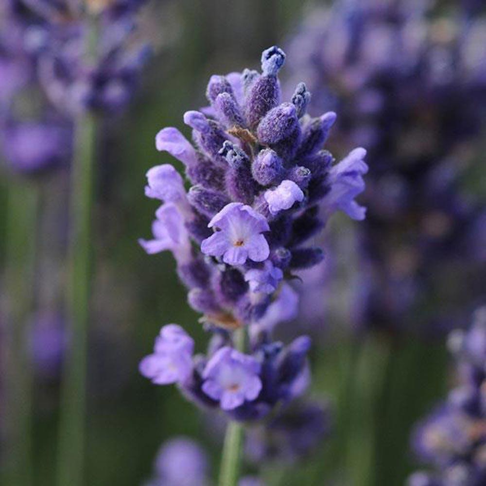 G6692 Lavandula Angustifolia 'superblue' - View 24 from www redcrocus com