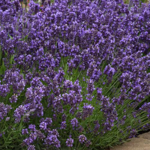 G6692 Lavandula Angustifolia 'superblue' - View 26 from www redcrocus com