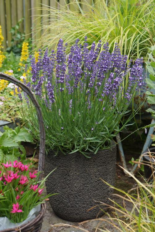 G6692 Lavandula Angustifolia 'superblue' - View 28 from www redcrocus com