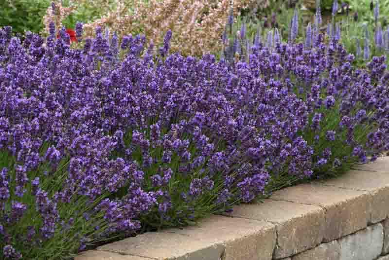 G6692 Lavandula Angustifolia 'superblue' - View 2 from www redcrocus com