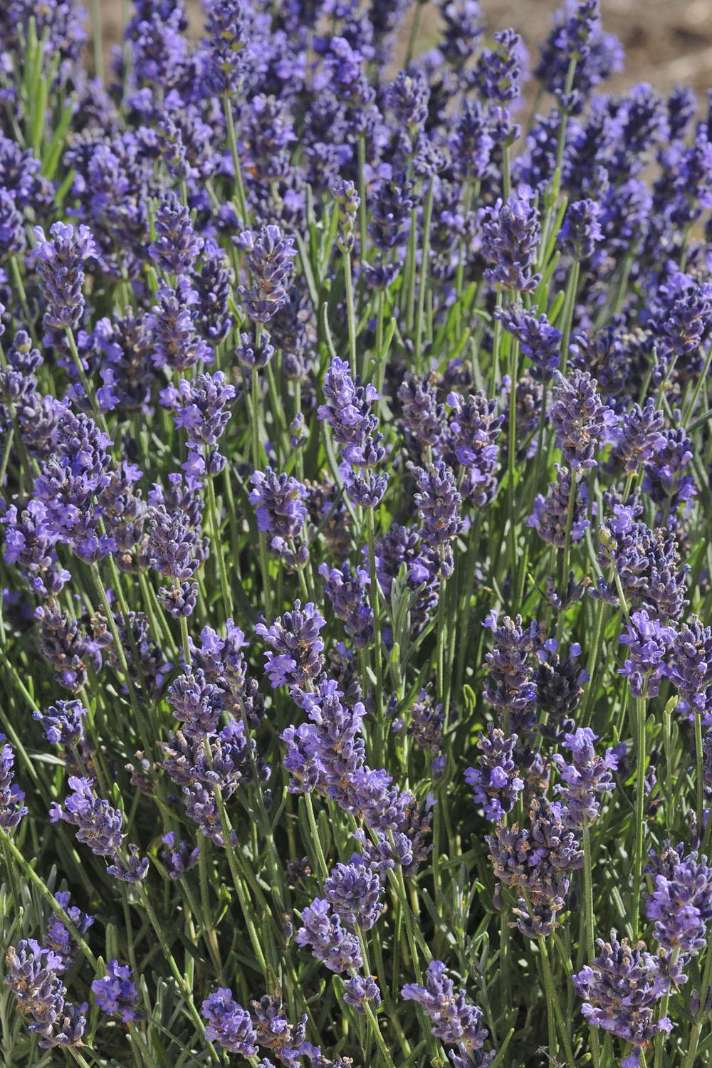 G6692 Lavandula Angustifolia 'superblue' - View 30 from www redcrocus com