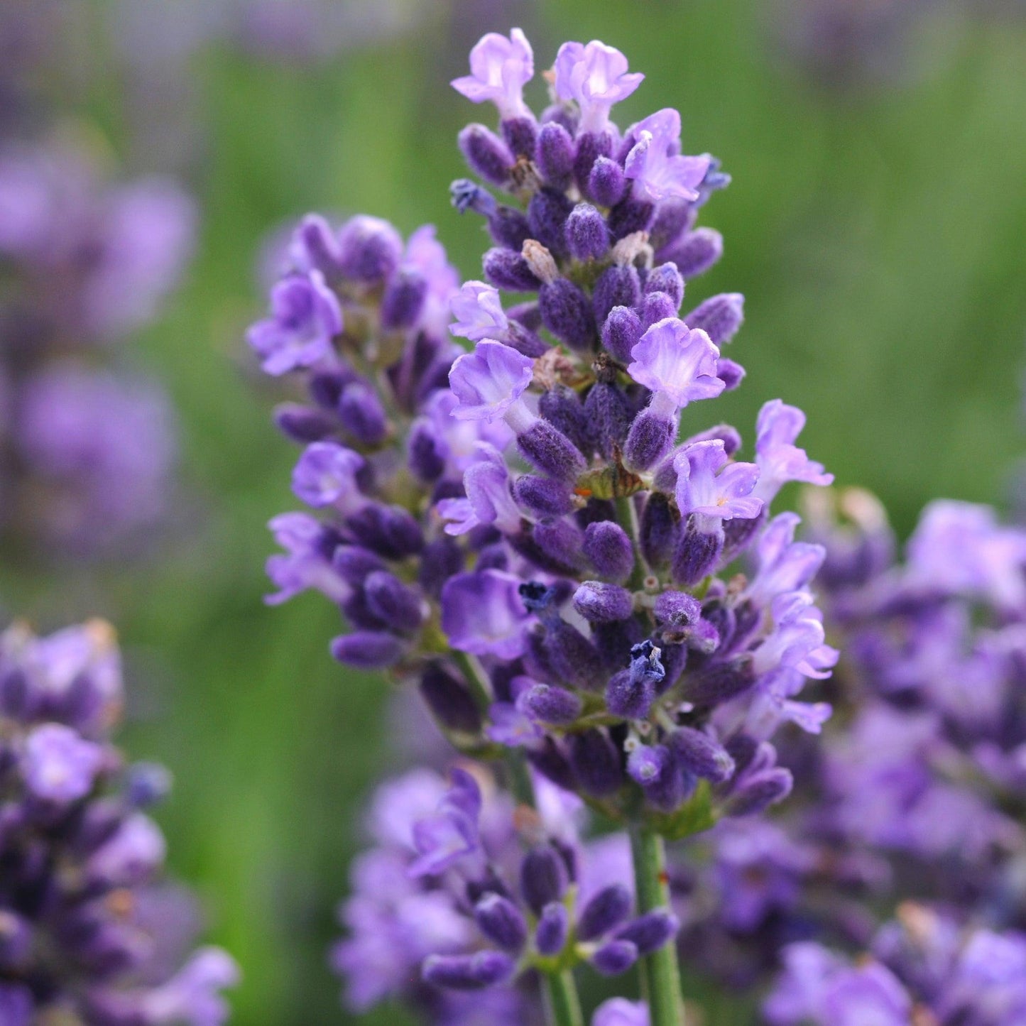 G6692 Lavandula Angustifolia 'superblue' - View 31 from www redcrocus com
